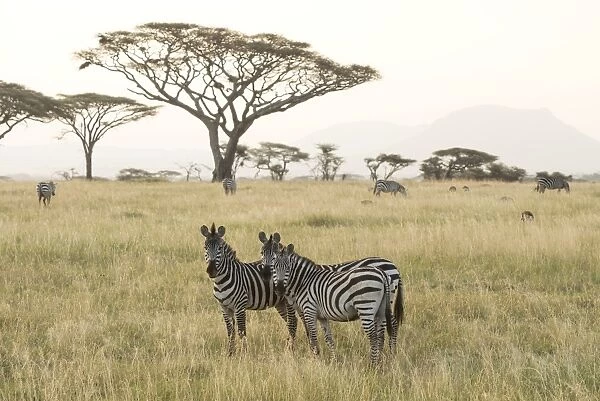 Common Zebras (Equus quagga) stand in dry season savannah, Serengeti National Park
