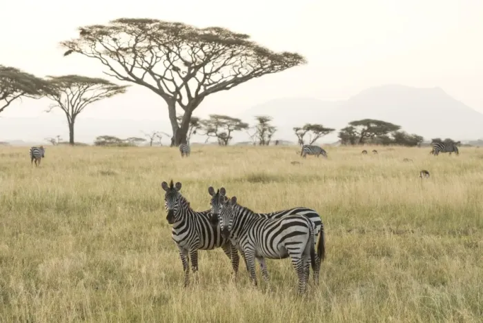 Framed Print : Common Zebras (Equus quagga) stand in dry season savannah, Serengeti National Park