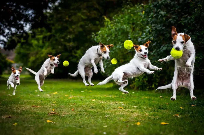 Framed Print : Composite of a jumping Jack Russell