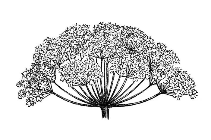 Framed Print : Composite umbels of Sambucus nigra