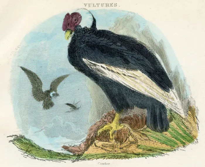 Framed Print : Condor bird engraving 1893 Framed Print : Condor bird engraving 1893