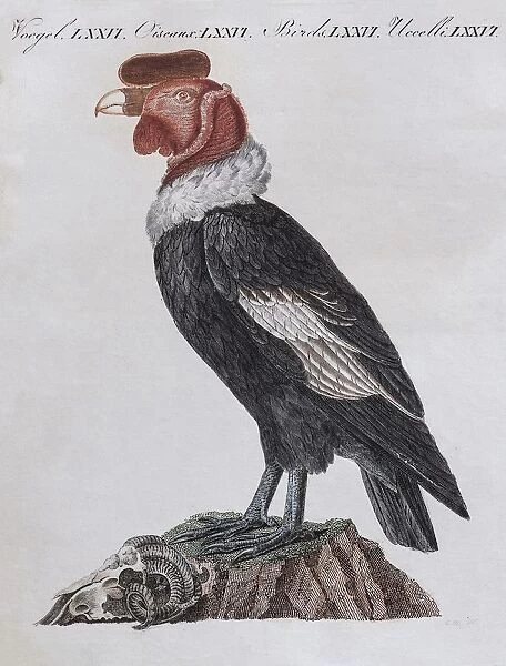 Condor (Cathartidae), hand-coloured copperplate engraving from Friedrich Justin Bertuch