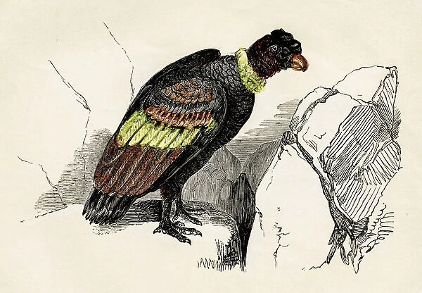 Condor engraving 1851