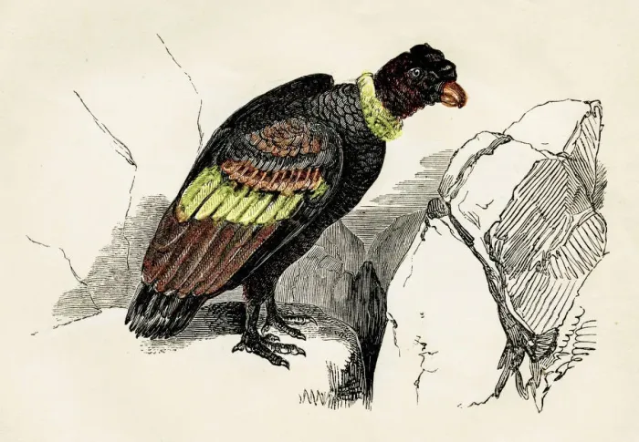 Framed Print : Condor engraving 1851 Framed Print : Condor engraving 1851
