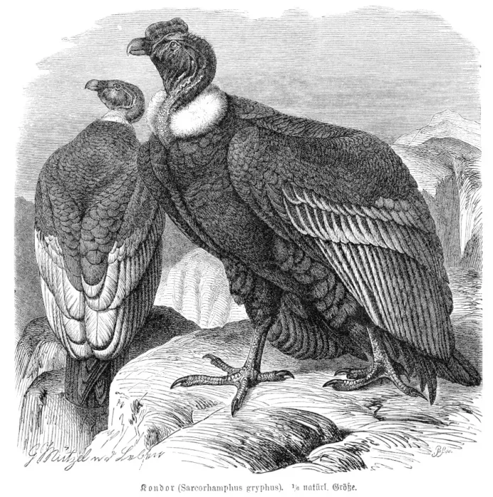 Framed Print : Condor engraving 1892 Framed Print : Condor engraving 1892