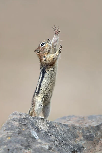 The Conductor Squirrel