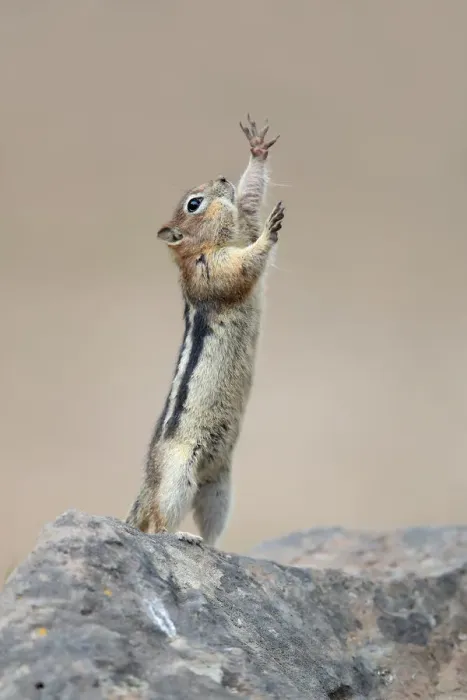 Framed Print : The Conductor Squirrel