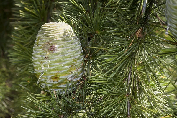 Cone, Himalayan Cedar -Cedrus deodara-