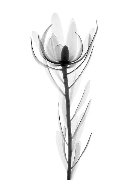 Conebush (Leucadendron sp. ), X-ray