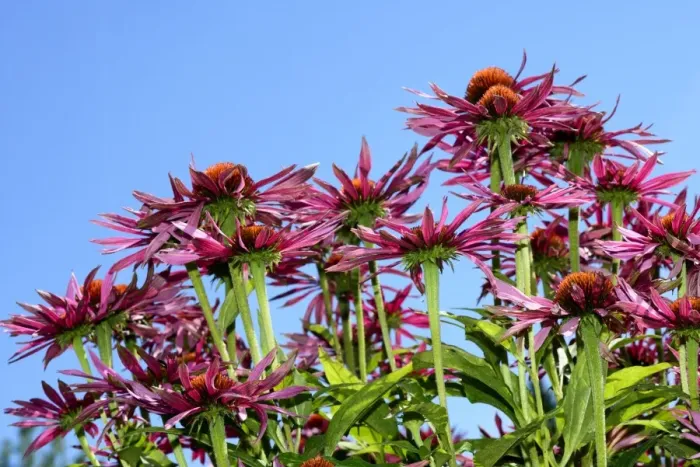 Framed Print : Coneflower -Echinacea purpurea- Framed Print : Coneflower -Echinacea purpurea-