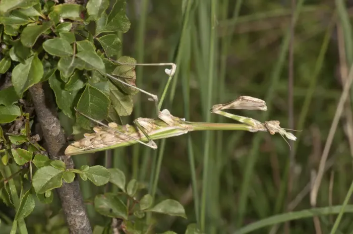 Framed Print : Conehead Mantis -Empusa pennata- in a waiting position, Lake Kerkini, Kerkini, Central Macedonia, Greece
