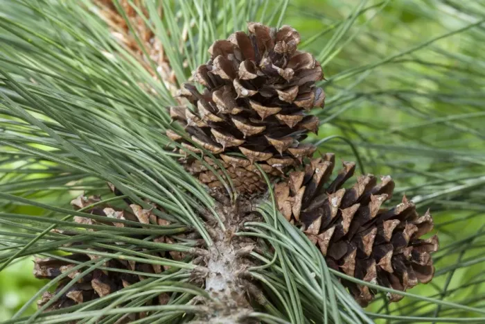 Framed Print : Cones, Ponderosa Pine -Pinus ponderosa- Framed Print : Cones, Ponderosa Pine -Pinus ponderosa-