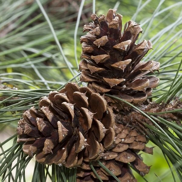 Cones, Ponderosa Pine -Pinus ponderosa-