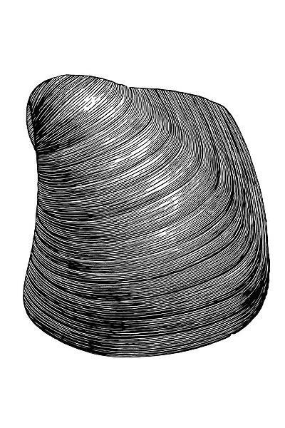 Congeria subglobosa is extinct genus of fossil marine oysters