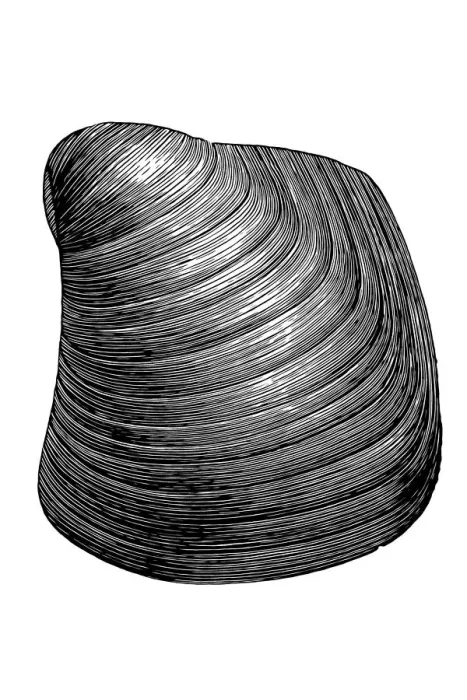 Framed Print : Congeria subglobosa is extinct genus of fossil marine oysters Framed Print : Congeria subglobosa is extinct genus of fossil marine oysters