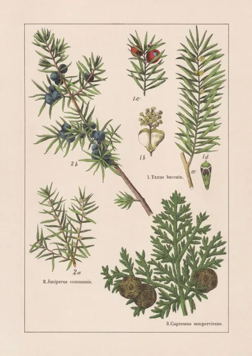 Framed Print : Coniferes, chromolithograph, published in 1895 Framed Print : Coniferes, chromolithograph, published in 1895