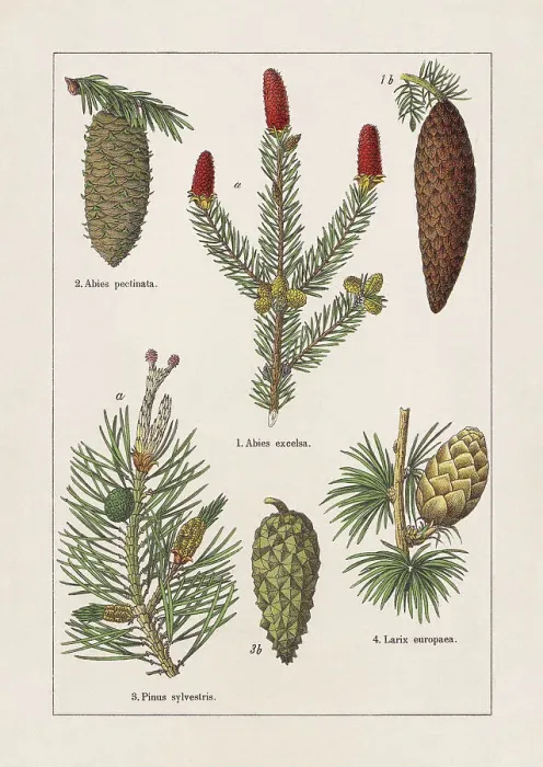 Framed Print : Coniferes, chromolithograph, published in 1895 Framed Print : Coniferes, chromolithograph, published in 1895