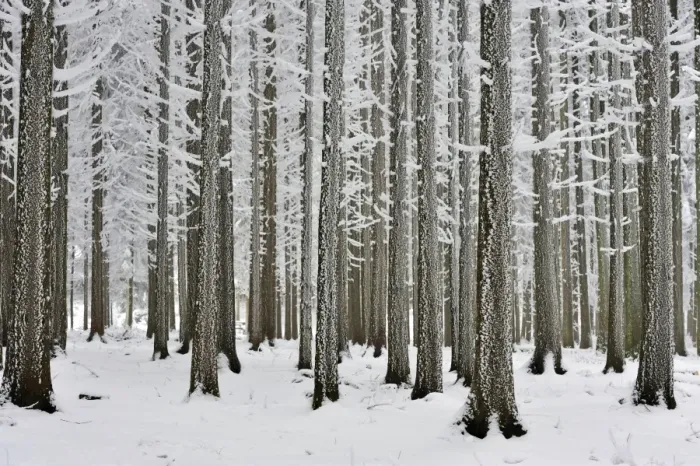 Framed Print : Coniferous forest covered with frost, Lindenberg, Switzerland, Europe Framed Print : Coniferous forest covered with frost, Lindenberg, Switzerland, Europe