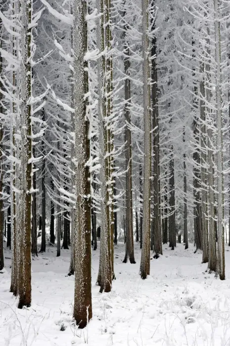 Framed Print : Coniferous forest covered with frost, Lindenberg, Switzerland, Europe Framed Print : Coniferous forest covered with frost, Lindenberg, Switzerland, Europe