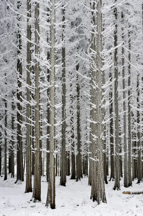 Framed Print : Coniferous forest covered with frost, Lindenberg, Switzerland, Europe Framed Print : Coniferous forest covered with frost, Lindenberg, Switzerland, Europe
