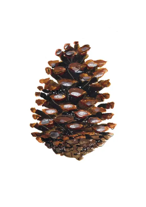 Framed Print : coniferous, nobody, pine, pinecone, plain background Framed Print : coniferous, nobody, pine, pinecone, plain background