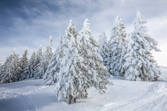 Framed Print : Coniferous trees with snow and hoarfrost, Brixen im Thale, Brixen Valley, Tyrol, Austria Framed Print : Coniferous trees with snow and hoarfrost, Brixen im Thale, Brixen Valley, Tyrol, Austria