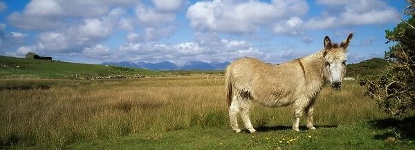Connemara, County Galway, Ireland, Donkey
