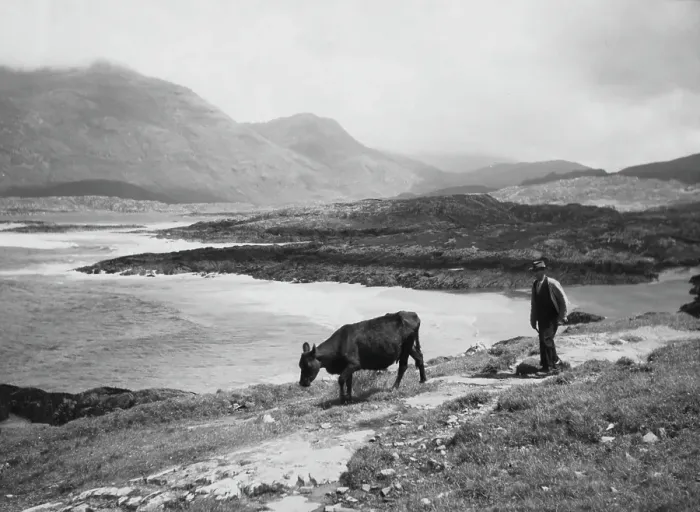 Framed Print : Connemara Cowherd Framed Print : Connemara Cowherd