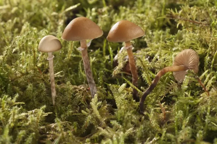 Framed Print : Conocybe teneroides mushrooms, Untergroeningen, Baden-Wuerttemberg, Germany, Europe Framed Print : Conocybe teneroides mushrooms, Untergroeningen, Baden-Wuerttemberg, Germany, Europe