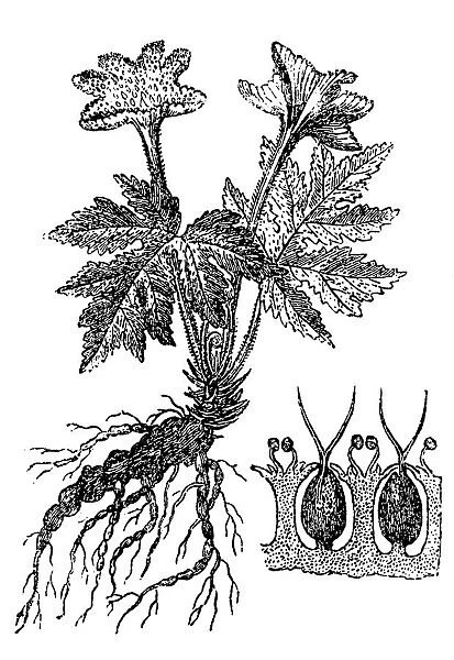 Contra heirba (Dorstenia contrajerva)