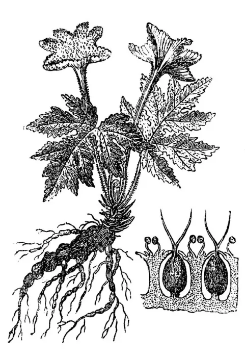 Framed Print : Contra heirba (Dorstenia contrajerva)