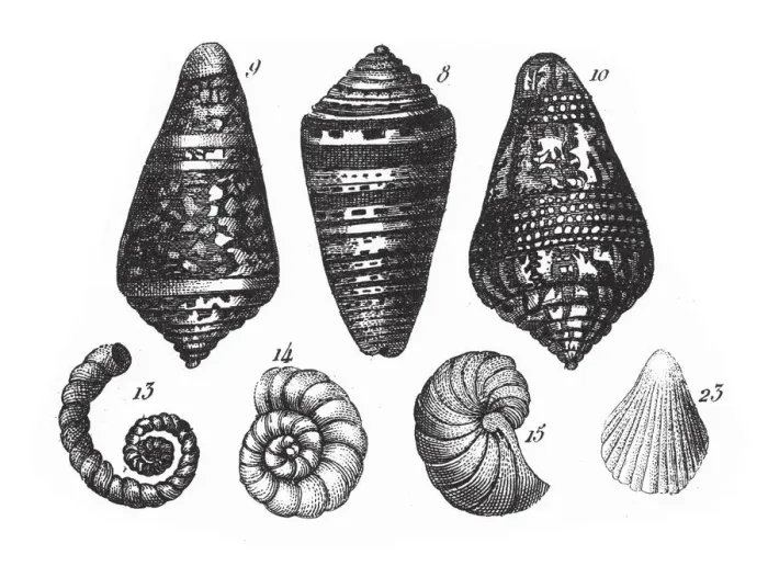 Framed Print : Conus Summus, Representatives of the Phyla Mollusca, Echindermata, Ctenophora Framed Print : Conus Summus, Representatives of the Phyla Mollusca, Echindermata, Ctenophora