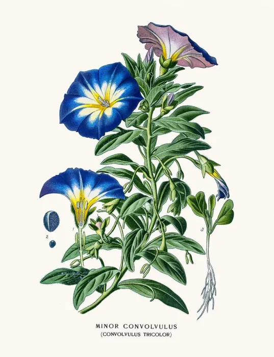 Framed Print : Convolvulus, Morning Glory Framed Print : Convolvulus, Morning Glory