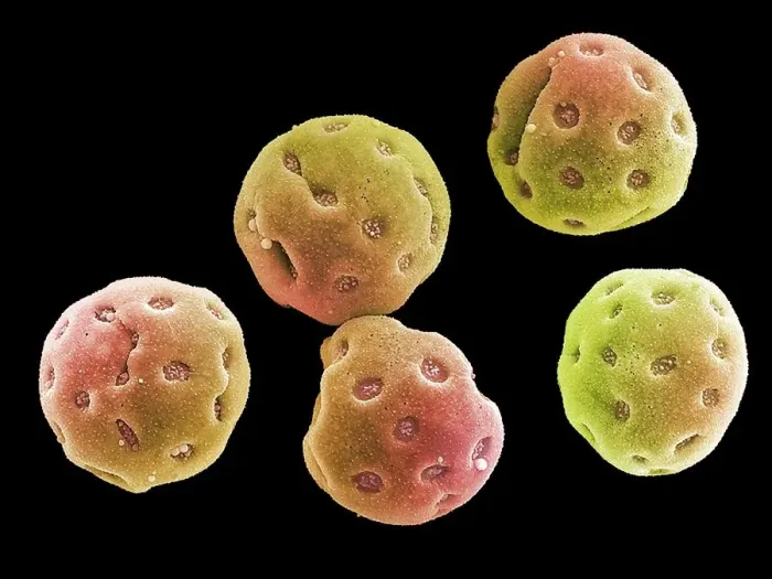 Framed Print : Convolvulus pollen grains, SEM Framed Print : Convolvulus pollen grains, SEM