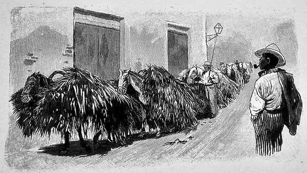 Convoy of sugar cane - 1896