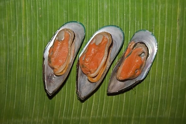 Cooked New Zealand green-lipped mussels -Perna canalicula- from New Zealand lying on a banana leaf