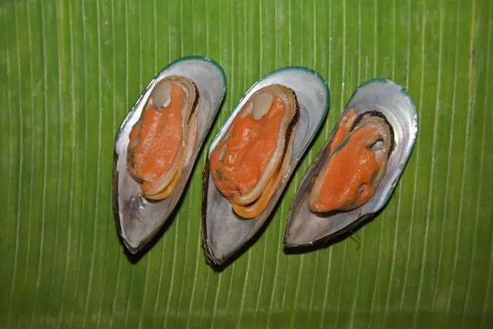 Framed Print : Cooked New Zealand green-lipped mussels -Perna canalicula- from New Zealand lying on a banana leaf Framed Print : Cooked New Zealand green-lipped mussels -Perna canalicula- from New Zealand lying on a banana leaf