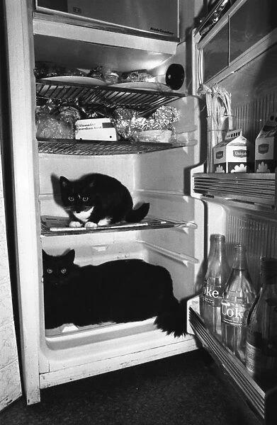 Cool Cats. 12th July 1976: Two cats sitting in a domestic refrigerator