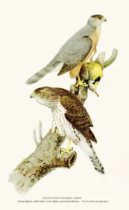 Framed Print : Cooper hawk birds lithograph 1897 Framed Print : Cooper hawk birds lithograph 1897