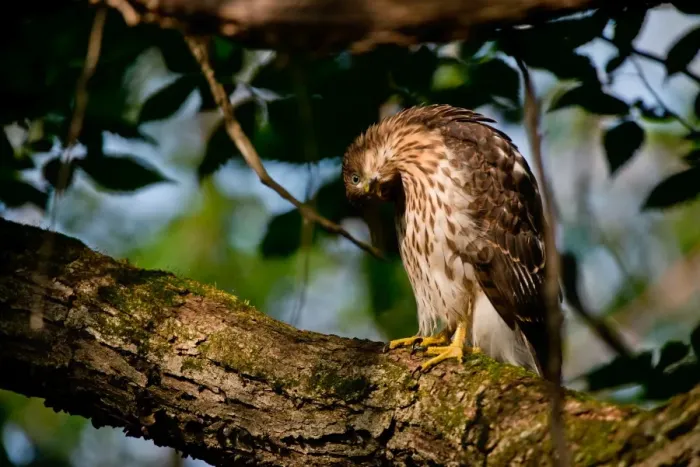 Framed Print : Coopers Hawk Framed Print : Coopers Hawk