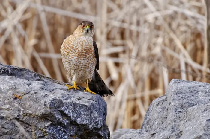 Framed Print : Coopers Hawk On Rock Framed Print : Coopers Hawk On Rock