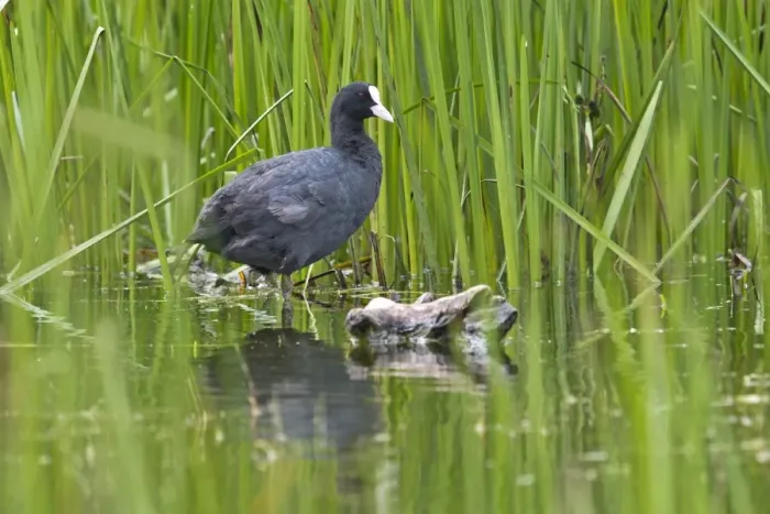 Framed Print : Coot or Eurasian Coot -Fulica atra-, Tyrol, Austria