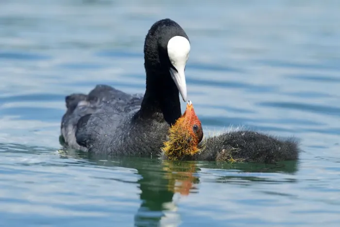 Framed Print : Coot -Fulica atra-, feeding young, Lake Zug, Zug, Switzerland, Europe Framed Print : Coot -Fulica atra-, feeding young, Lake Zug, Zug, Switzerland, Europe