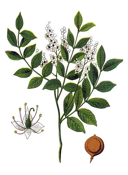 Copaiba Balsam (Copaifera officinalis)