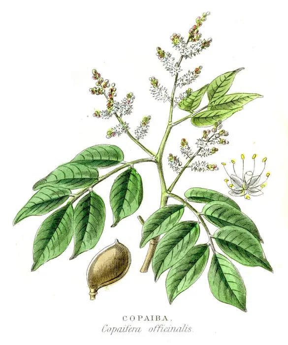Framed Print : Copaiba botanical engraving 1857