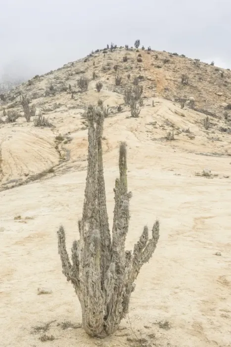 Framed Print : Copao Cactus -Eulychnia breviflora, Eulychnia saint-pieana- covered in lichen, Pan de Azucar National Park, Atacama Region, Chile Framed Print : Copao Cactus -Eulychnia breviflora, Eulychnia saint-pieana- covered in lichen, Pan de Azucar National Park, Atacama Region, Chile
