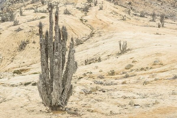 Copao Cactus -Eulychnia breviflora, Eulychnia saint-pieana- covered in lichen, Pan de Azucar National Park, Atacama Region, Chile