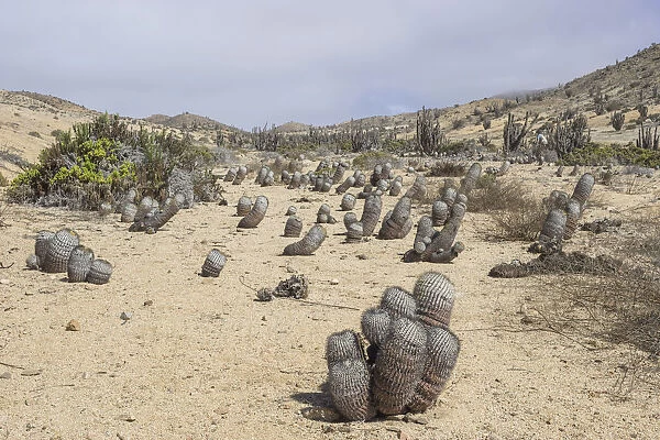 Copiapoa Cacti -Copiapoa columna-albain- growing in a barren landscape, Pan de Azucar National Park, Atacama Region, Chile