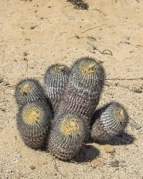 Copiapoa Cactus -Copiapoa columna-albain- growing in a barren landscape, Pan de Azucar National Park, Atacama Region, Chile