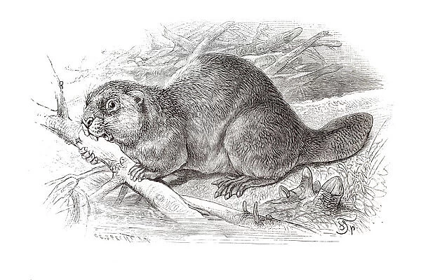 Copper engraving, beaver